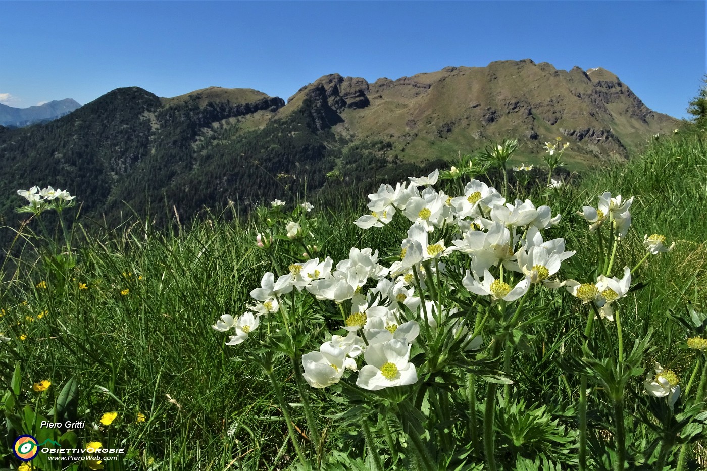 67 Anemoni narcissini con vista verso Tre Pizzi-Pietra Quadra.JPG